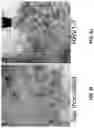 Fig. 17 - ROSE ROSETTE VIRUS INFECTIOUS CLONES AND USES THEREOF