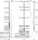 Fig. 01 - Compositions and methods to increase resistance to phytophthora in soybean