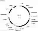 Fig. 03 - Fungal resistant plants expressing RLK2