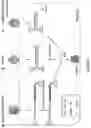 Fig. 03 - Recombinant parvoviral vectors and method of making and use thereof