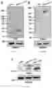 Fig. 06 - DUAL EXPRESSION VECTOR FOR GENE AUGMENTATION FOR CRUMBS COMPLEX HOMOLOGUE 1 (CRB1) MUTATIONS