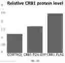 Fig. 07 - DUAL EXPRESSION VECTOR FOR GENE AUGMENTATION FOR CRUMBS COMPLEX HOMOLOGUE 1 (CRB1) MUTATIONS