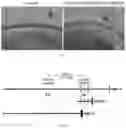 Fig. 09 - DUAL EXPRESSION VECTOR FOR GENE AUGMENTATION FOR CRUMBS COMPLEX HOMOLOGUE 1 (CRB1) MUTATIONS