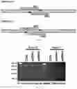 Fig. 10 - DUAL EXPRESSION VECTOR FOR GENE AUGMENTATION FOR CRUMBS COMPLEX HOMOLOGUE 1 (CRB1) MUTATIONS