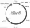 Fig. 11 - DUAL EXPRESSION VECTOR FOR GENE AUGMENTATION FOR CRUMBS COMPLEX HOMOLOGUE 1 (CRB1) MUTATIONS