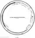 Fig. 20 - DUAL EXPRESSION VECTOR FOR GENE AUGMENTATION FOR CRUMBS COMPLEX HOMOLOGUE 1 (CRB1) MUTATIONS