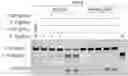 Fig. 01 - ARGONAUTE PROTEINS FROM PROKARYOTES AND APPLICATIONS THEREOF
