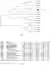 Fig. 02 - ARGONAUTE PROTEINS FROM PROKARYOTES AND APPLICATIONS THEREOF