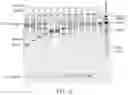 Fig. 06 - ARGONAUTE PROTEINS FROM PROKARYOTES AND APPLICATIONS THEREOF