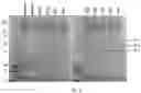 Fig. 04 - RECOMBINANT ADENO-ASSOCIATED VIRUSES AND USES THEREOF