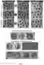 Fig. 04 - Use of Haploid Embryonic Cells to Generate Offspring with Predetermined Genomes