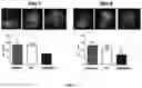 Fig. 05 - Use of Haploid Embryonic Cells to Generate Offspring with Predetermined Genomes