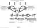 Fig. 09 - Use of Haploid Embryonic Cells to Generate Offspring with Predetermined Genomes