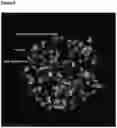 Fig. 09 - IMPROVEMENTS RELATING TO CELL TRANSFECTION