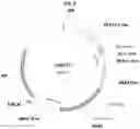 Fig. 05 - Biosynthetic Cannabidiol Production In Engineered Microorganisms