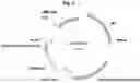 Fig. 07 - Biosynthetic Cannabidiol Production In Engineered Microorganisms
