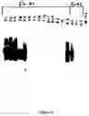 Fig. 06 - SYNTHESIS OF LONG-CHAIN POLYUNSATURATED FATTY ACIDS BY RECOMBINANT CELL