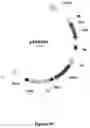Fig. 09 - SYNTHESIS OF LONG-CHAIN POLYUNSATURATED FATTY ACIDS BY RECOMBINANT CELL
