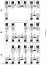Fig. 15 - SYNTHESIS OF LONG-CHAIN POLYUNSATURATED FATTY ACIDS BY RECOMBINANT CELL