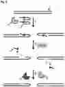 Fig. 10 - POLYNUCLEOTIDE MODIFICATION METHODS