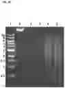 Fig. 17 - POLYNUCLEOTIDE MODIFICATION METHODS