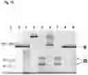 Fig. 19 - POLYNUCLEOTIDE MODIFICATION METHODS