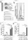 Fig. 06 - METHODS AND COMPOSITIONS FOR NONINVASIVE DETECTION OF ORGAN TRANSPLANT REJECTION