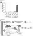 Fig. 08 - METHODS AND COMPOSITIONS FOR NONINVASIVE DETECTION OF ORGAN TRANSPLANT REJECTION
