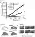 Fig. 09 - METHODS AND COMPOSITIONS FOR NONINVASIVE DETECTION OF ORGAN TRANSPLANT REJECTION