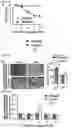 Fig. 10 - METHODS AND COMPOSITIONS FOR NONINVASIVE DETECTION OF ORGAN TRANSPLANT REJECTION