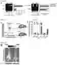 Fig. 12 - METHODS AND COMPOSITIONS FOR NONINVASIVE DETECTION OF ORGAN TRANSPLANT REJECTION