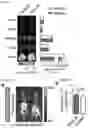 Fig. 18 - METHODS AND COMPOSITIONS FOR NONINVASIVE DETECTION OF ORGAN TRANSPLANT REJECTION