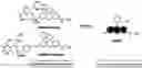 Fig. 01 - FLUORESCENT PROBE FOR DETECTING ACTIVATION OF SIALIDASE