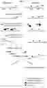 Fig. 02 - COMPOSITIONS AND METHODS FOR NUCLEOTIDE MODIFICATION-BASED DEPLETION