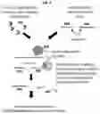 Fig. 05 - COMPOSITIONS AND METHODS FOR NUCLEOTIDE MODIFICATION-BASED DEPLETION