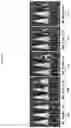 Fig. 02 - Nano-vesicle derived from catenibacterium bacteria and use thereof