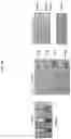 Fig. 03 - Nano-vesicle derived from catenibacterium bacteria and use thereof