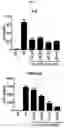 Fig. 18 - Nano-vesicle derived from catenibacterium bacteria and use thereof