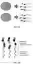 Fig. 05 - Molecular Barcode Analysis by Single-Molecule Kinetics