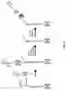 Fig. 11 - Molecular Barcode Analysis by Single-Molecule Kinetics
