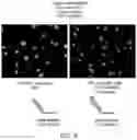 Fig. 08 - MULTIPLEXED SIGNAL AMPLIFICATION METHODS USING ENZYMATIC BASED CHEMICAL DEPOSITION
