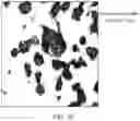 Fig. 09 - MULTIPLEXED SIGNAL AMPLIFICATION METHODS USING ENZYMATIC BASED CHEMICAL DEPOSITION