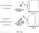 Fig. 11 - MULTIPLEXED SIGNAL AMPLIFICATION METHODS USING ENZYMATIC BASED CHEMICAL DEPOSITION