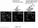 Fig. 12 - MULTIPLEXED SIGNAL AMPLIFICATION METHODS USING ENZYMATIC BASED CHEMICAL DEPOSITION