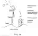Fig. 13 - MULTIPLEXED SIGNAL AMPLIFICATION METHODS USING ENZYMATIC BASED CHEMICAL DEPOSITION