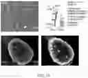 Fig. 14 - MULTIPLEXED SIGNAL AMPLIFICATION METHODS USING ENZYMATIC BASED CHEMICAL DEPOSITION