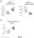 Fig. 03 - METHOD FOR DIAGNOSING CELIAC DISEASE BASED ON THE LEVEL OF EXPRESSION OF THE UBE2L3 GENE