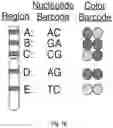 Fig. 05 - METHODS AND COMPOSITIONS RELATED TO TARGET ANALYSIS