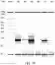 Fig. 11 - Sample preparation methods, systems and compositions