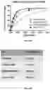 Fig. 13 - Modified nucleotide linkers